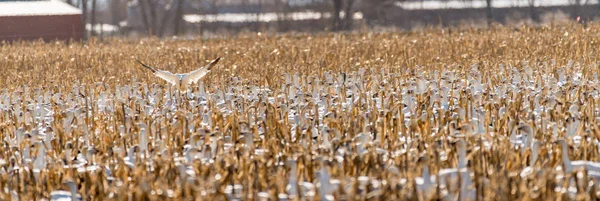 Stand out above the others in a bird field filled with geese