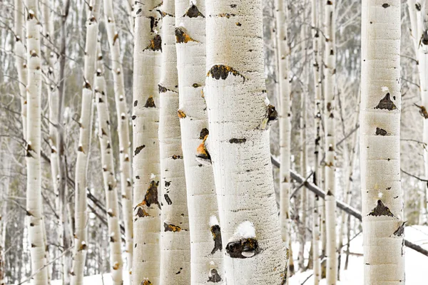 Aspen grove close up in winter with some snow — Stock Photo, Image
