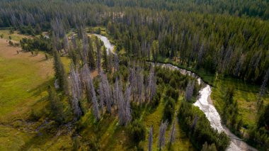 Küçük akarsu canlı ve ölü ağaçlar ile bir orman aracılığıyla yol açar 