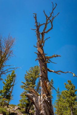 Eski ölü ağaç hala mavi gökyüzüne karşı duruyor.