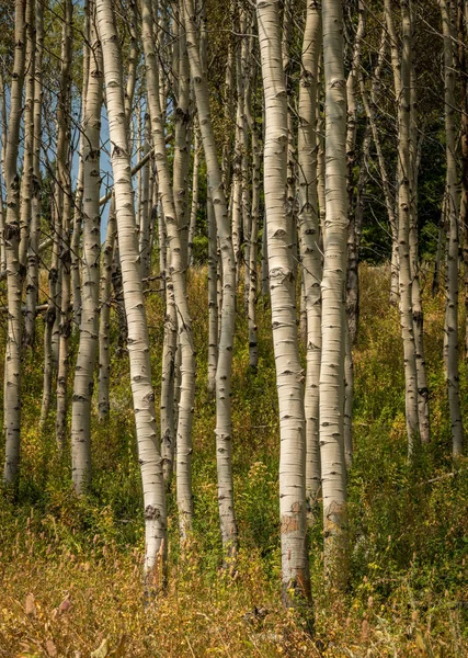 Beautiful little Aspen tree grove in the Idaho wilderness — Stock Photo, Image