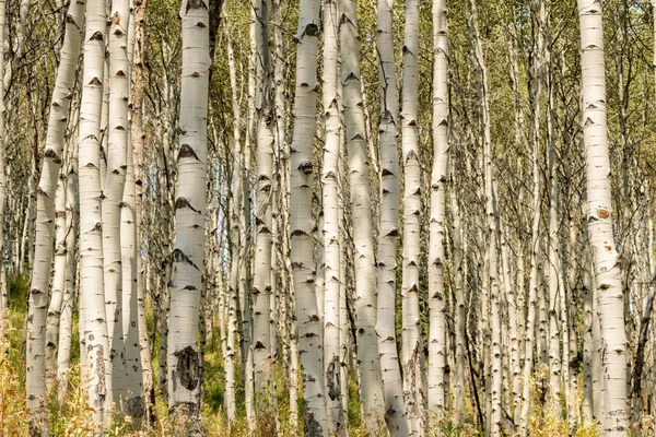 Tall pale Aspen trees in a grove in the wilderness summer time — Stock Photo, Image