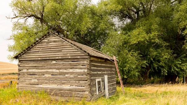 Altes Blockhaus mit einer Leiter, an die ein riesiger Baum gelehnt ist — Stockfoto