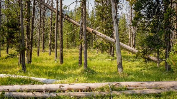 Bosque salvaje en Idaho con árboles y hierbas verdes — Foto de Stock