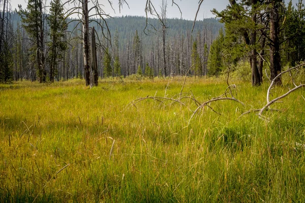 Suelo del bosque en un prado con hierba verde y montañas — Foto de Stock