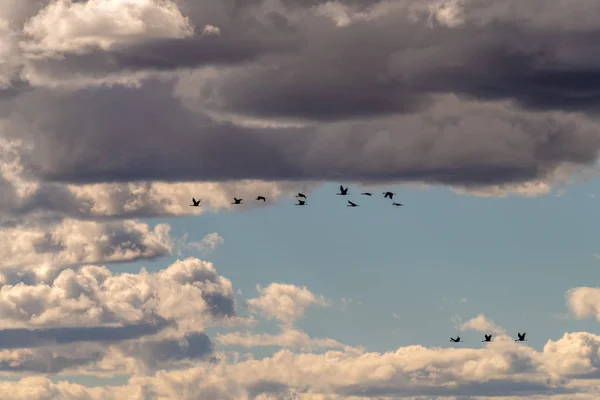 沙山鹤在蔚蓝多云的天空中飞驰而过 — 图库照片