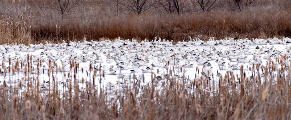 许多雪雁坐在池塘里等着在冬天坐飞机 — 图库照片