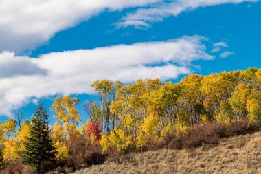Sonbaharda renkli ağaçlarla dolu doğada Sırt hattı 