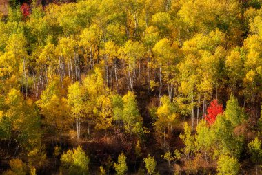 Sarı yeşil ve kırmızı yaprakları ile Full frame sonbahar ormanı