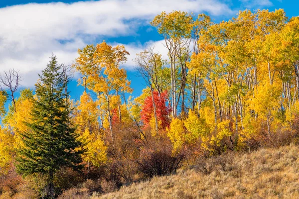 Blu karşı bir sırt üstünde farklı renklerde Sonbahar ağaçları — Stok fotoğraf