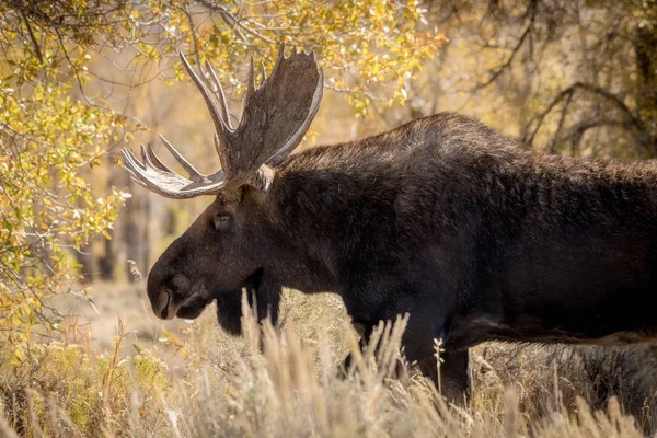 Büyük bir Bull Moose yan görünümü klasik görünümü — Stok fotoğraf