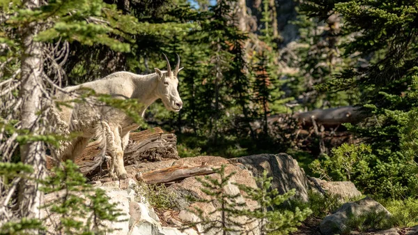 Vahşi doğada dağ keçisi t bir izleme noktası bulur — Stok fotoğraf