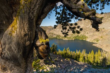 Yıpranmış bir ağaç ve yüksek dağ gölü Güzel Manzara