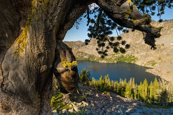 Yıpranmış bir ağaç ve yüksek dağ gölü Güzel Manzara