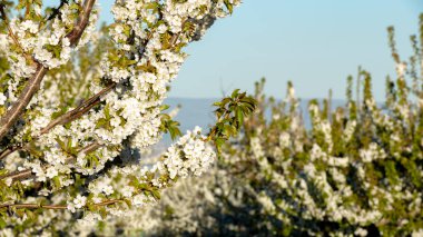 Sabah güneşi ile aydınlatılan bahar da meyve ağaçları çiçeklenme