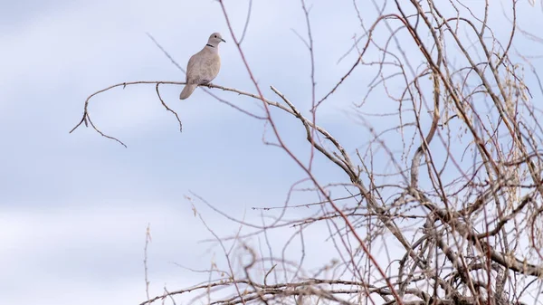 Lonesome Dove site-uri pe o ramură a unui copac lasă mai puțin în târziu — Fotografie, imagine de stoc