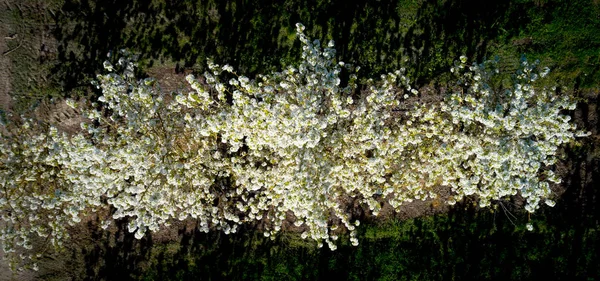 緑の草と咲く果樹の空中ビューの行 — ストック写真
