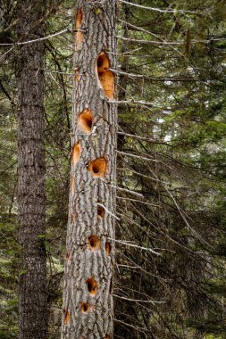 Doğada ağaçkakanlar tarafından yapılan birçok delikli çam ağacı