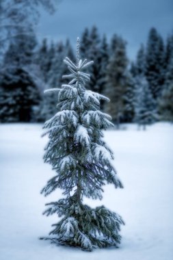 Tek başına kar bir alanda tek doğal çam ağacı