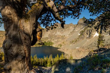 Eski bir knurly ağaç ve orman ile Idaho Yüksek dağ gölü