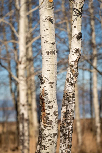 Two small Aspen trees in nature close up — Stock Photo, Image