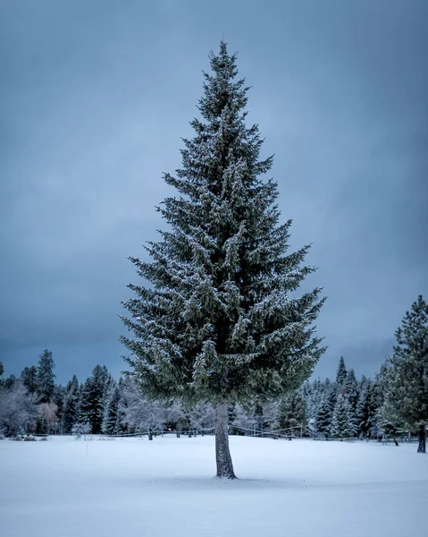 Ідеальне симетричне соснове дерево на сніговій покритій площині в переможному — стокове фото