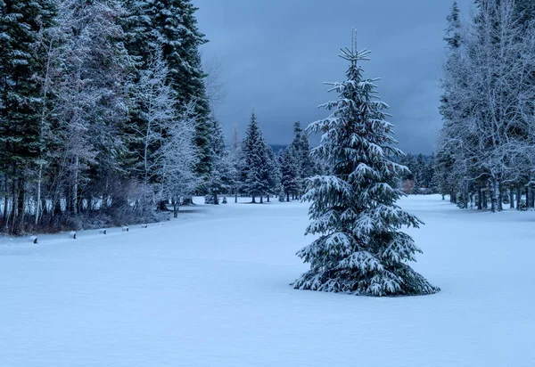 Pinheiro verde em um país das maravilhas de inverno com neve e uma floresta — Fotografia de Stock