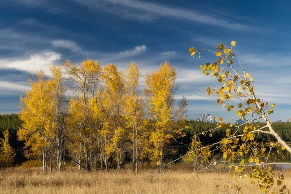 Gran Teton y árboles de otoño durante la época de otoño del año en — Foto de Stock