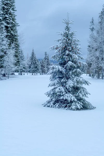 Pinheiro solitário no inverno com muita neve e luzes de Natal — Fotografia de Stock