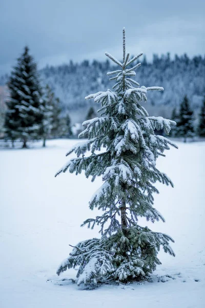 Charlie Brown Árvore de Natal na natureza com neve no chão i — Fotografia de Stock