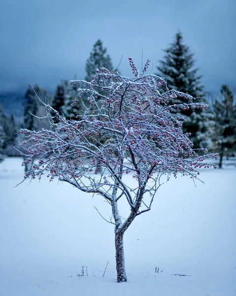 Pequena árvore em um campo de neve de inverno que ainda tem bagas em i — Fotografia de Stock