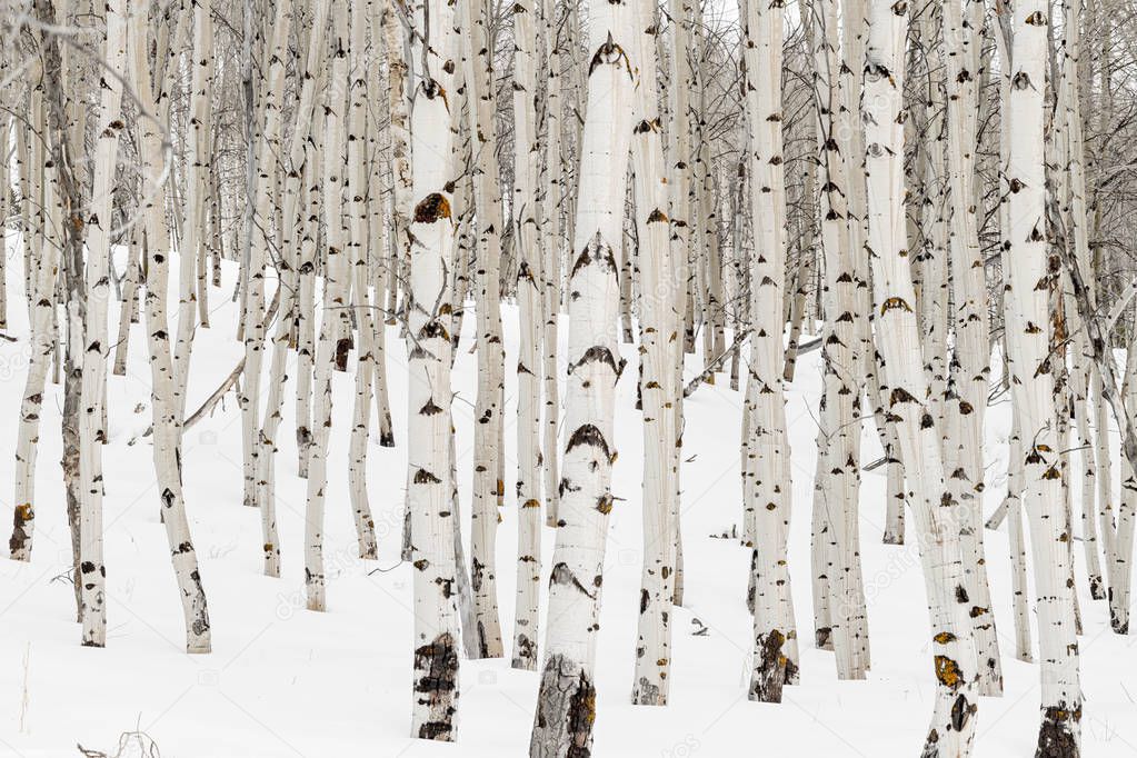 Many Aspen trees with white bark and snow in the winter nature f