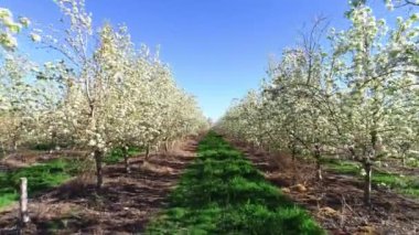 Beyaz Çiçekler ile meyve ağaçları arasında yeşil çim ile üst üste tüm