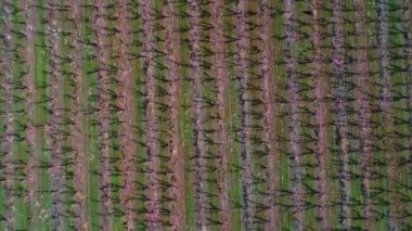 Bir Idaho meyve bahçesine dikilen ağaçların düz sıralarının havadan görünümü