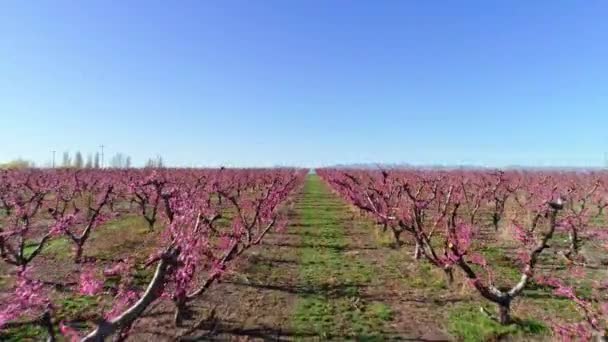 Luftaufnahme Eines Obstgartens Mit Rot Blühenden Bäumen — Stockvideo