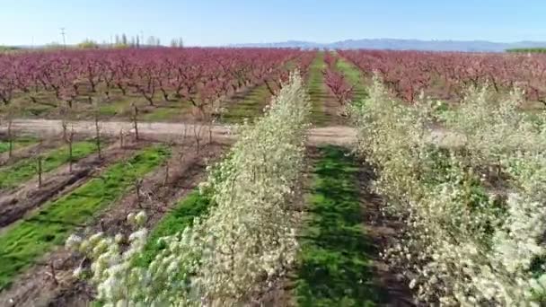 Árvores Frutíferas Brancas Roxas Todas Plantadas Fileiras Para Facilitar Colheita — Vídeo de Stock