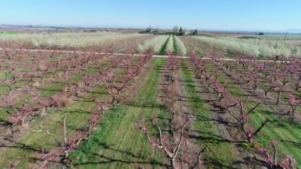 Vista Aérea Uma Lavoura Agrícola Agricultores Árvores Frutíferas Primavera Que — Vídeo de Stock