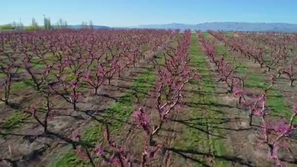 Muchos Árboles Frutales Que Agricultor Plantado Hileras Para Ayudar Con — Vídeos de Stock