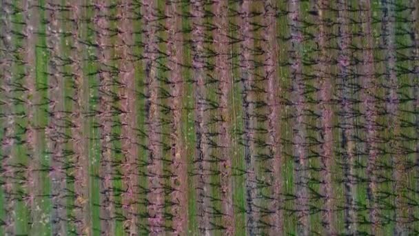 アイダホ果樹園に植えられた木々の直線列の航空写真 — ストック動画
