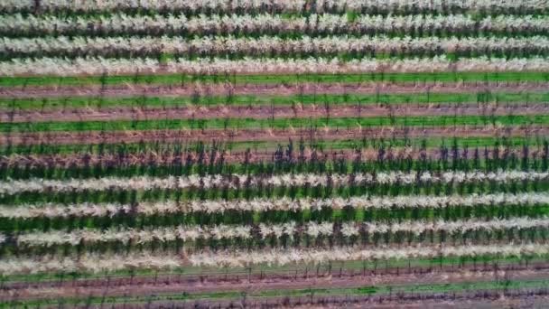 Unikátní Pohled Ovocný Sad Výše Pánví Vzdálené Zemědělské Půdy — Stock video