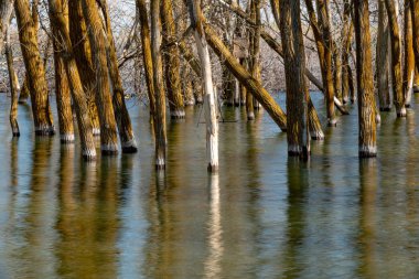 Tüm farklı açılardan yaslanan ağaçlar ormanı yüksek sular altında 
