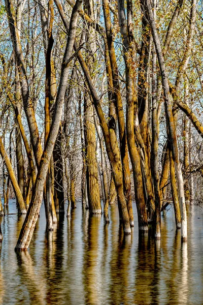 Lesní stromy zaplavené vysokými vodami v jarní době — Stock fotografie