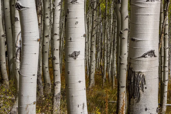 Sonbaharda Aspen ağaçlarının bir koru yakın — Stok fotoğraf