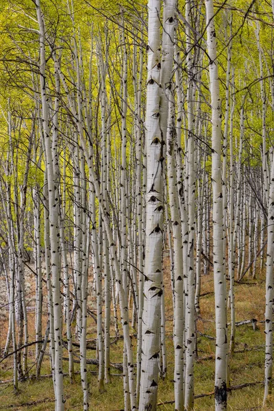 Fall Aspen forest with wet bark from rain — Stock Photo, Image
