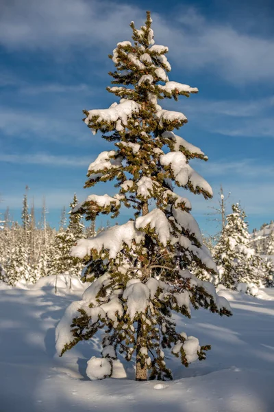 Árvore de Natal na natureza com neve e céu azul — Fotografia de Stock
