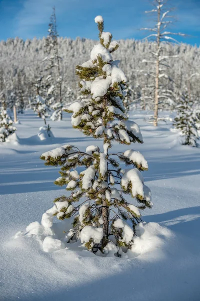 Pinheiro solitário poderia ser usado para o Natal e decorar — Fotografia de Stock