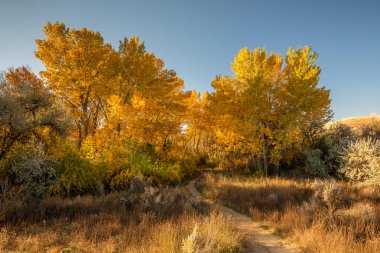 Bir iz sarı sonbahar renkleri bir ormana yol açar