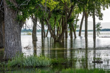 Ağaç gövdeleri etrafında yerel bir rezervuar sel su