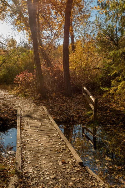 Un solo camino de tierra conduce sobre un puente en un bosque de otoño —  Fotos de Stock