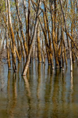 Gövdeleri etrafında yüksek su sel ile ağaçların Orman